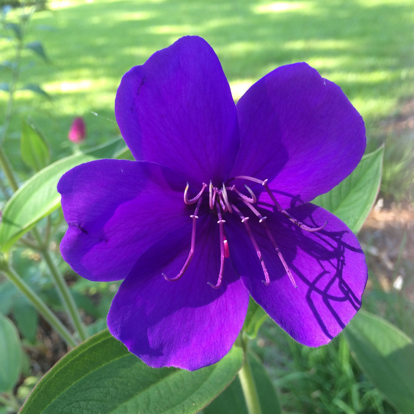 Gardening column